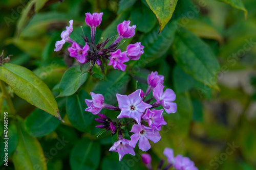 Wallpaper Mural phlox on a background of green grass Torontodigital.ca