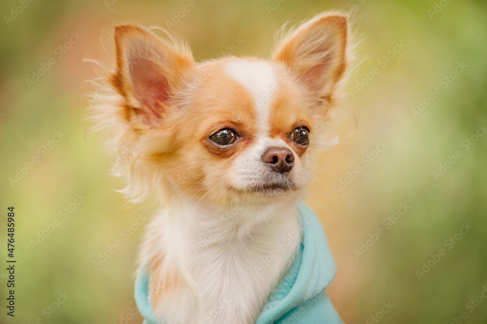 A long-haired chihuahua of in a blue hoodie in spring or autumn. Animal.