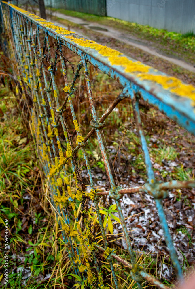 Lichen on a metal fence