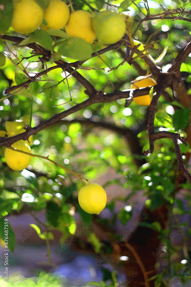 Lemons growing on the tree. Selective focus. Lemons growing on the tree. Selective focus.