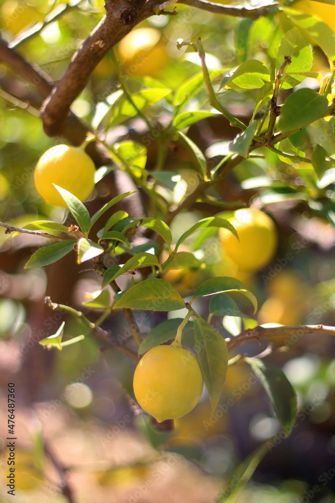 Lemons growing on the tree. Selective focus. 