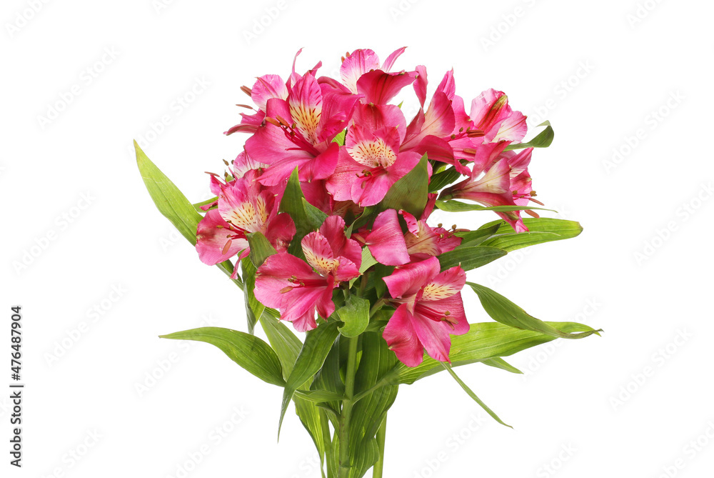 Bunch of alstroemeria Bunch of alstroemeria