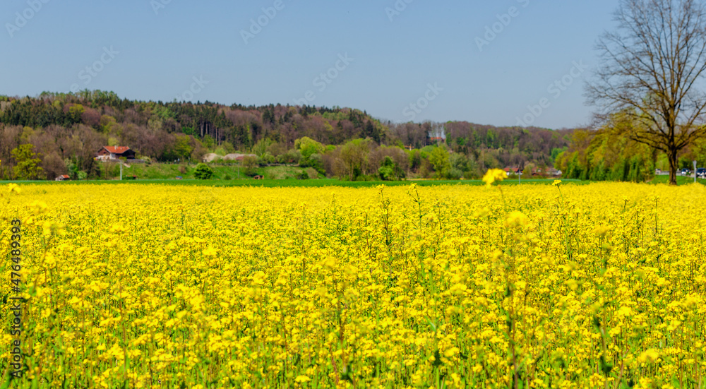 field of rapeseed