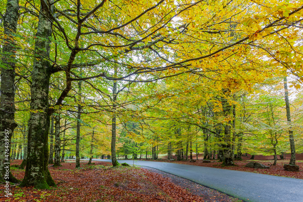 Naklejka premium Urbasa beech forest. Navarra 