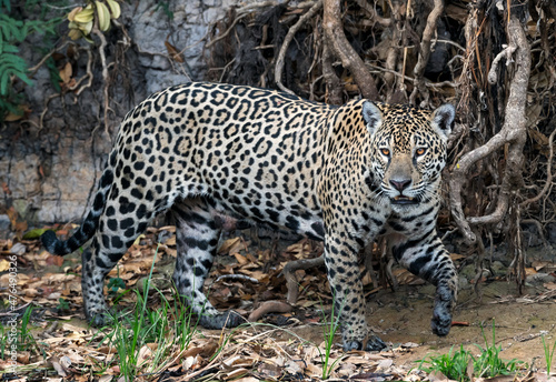 Crouching Jaguar. Jaguar walking in the forest. Panthera onca. Natural habitat. Cuiaba river,  Brazil