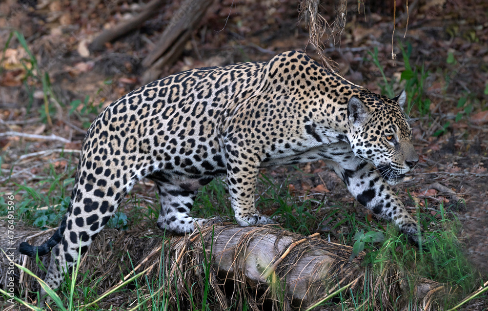 Crouching Jaguar. Jaguar walking in the forest. Panthera onca. Natural habitat. Cuiaba river, Brazil Crouching Jaguar. Jaguar walking in the forest. Panthera onca. Natural habitat. Cuiaba river, Brazil
