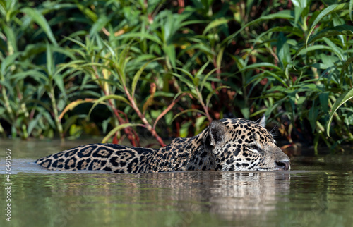 Swimming Jaguar in the river Cuiaba. Front view. Panthera onca. Natural habitat. Cuiaba river   Brazil