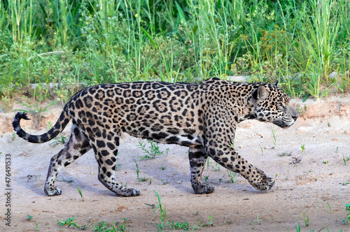 Jaguar walking along the sandy river bank. Side view. Panthera onca. Natural habitat. Cuiaba river,  Brazil