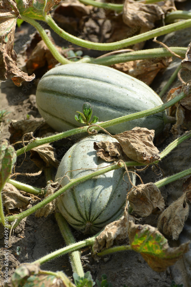 Obraz premium Melon grows in open organic soil