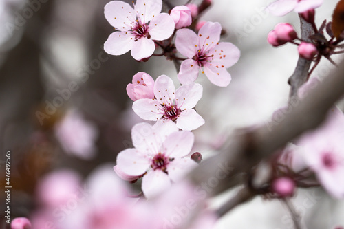 Blossoms of a cherry plum in spring