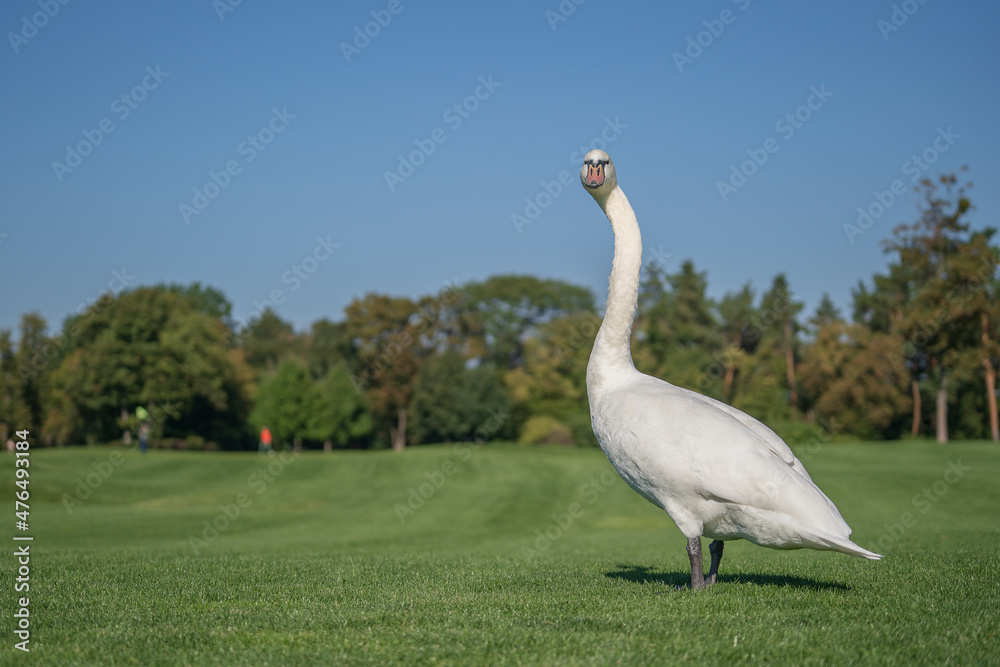 White swan walk on the green grass on the lawn on a sunny day White swan walk on the green grass on the lawn on a sunny day