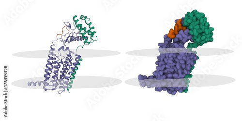 Structure of the CGRP receptor (blue) with CGRP peptide (brown) and receptor activity-modifying protein (green), membrane shown. 3D cartoon and Gaussion surface models, PDB 7knu, white background. photo