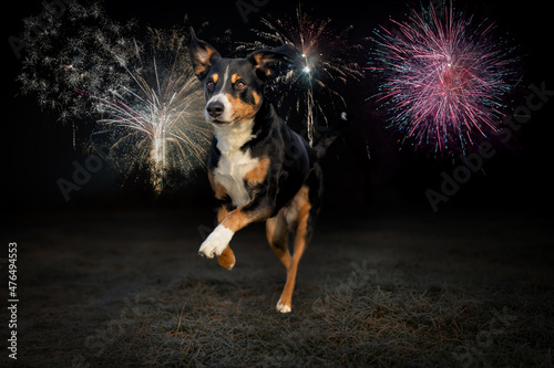 Obraz na płótnie Happy new year dog running fireworks background