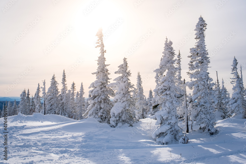 Naklejka premium Winter landscape in Sheregesh ski resort in Russia, located in Mountain Shoriya, Siberia. Snow-covered fir trees on the background of mountains