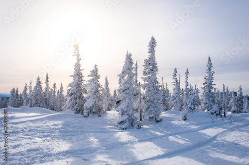 Winter landscape in Sheregesh ski resort in Russia, located in Mountain Shoriya, Siberia. Snow-covered fir trees on the background of mountains