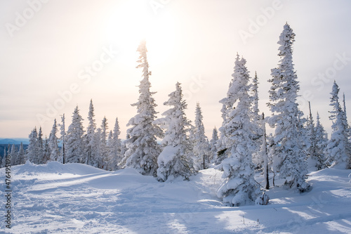 Winter landscape in Sheregesh ski resort in Russia  located in Mountain Shoriya  Siberia. Snow-covered fir trees on the background of mountains