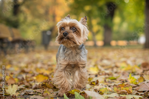 Adorable Yorkshire Terrier in an autumn park full of fallen leaves. © Nataly