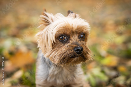 Adorable Yorkshire Terrier in an autumn park full of fallen leaves.