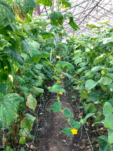 Cucumber plantation at greenhouse