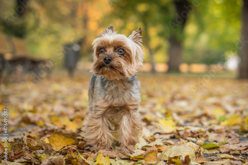 Adorable Yorkshire Terrier in an autumn park full of fallen leaves. © Nataly