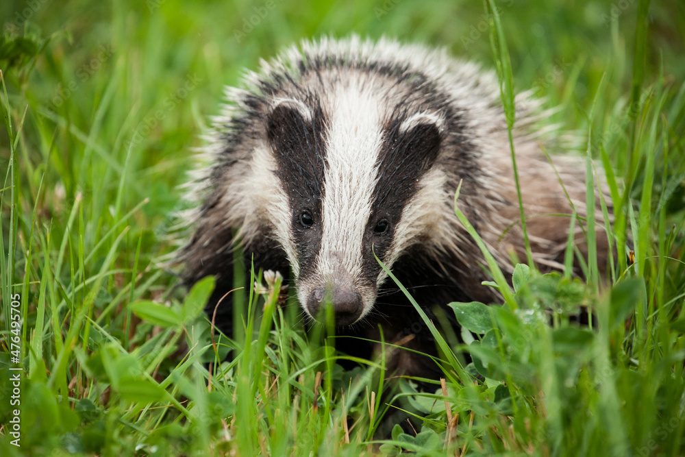 Badger portrait on the meadow Badger portrait on the meadow