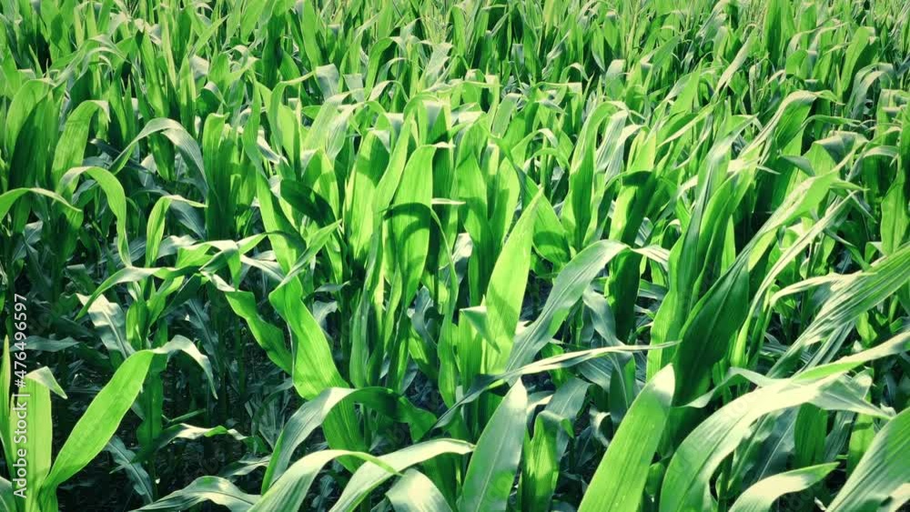 Corn Crops On Sunny Day Corn Crops On Sunny Day