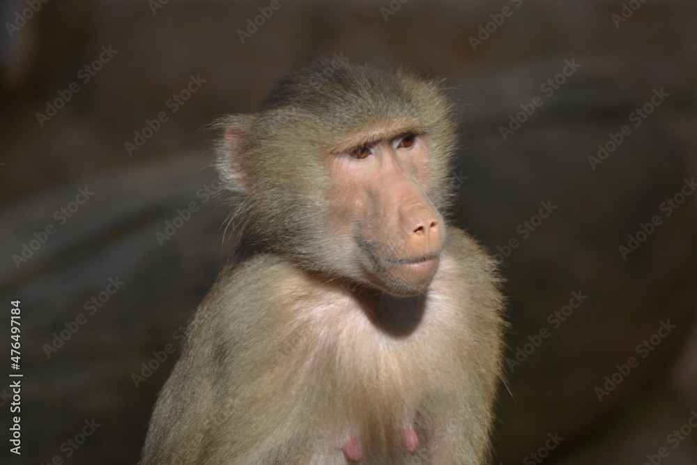 close up of a baboon