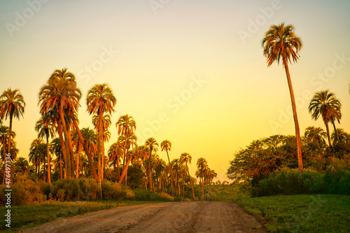 Fotografering Camino de palmeras