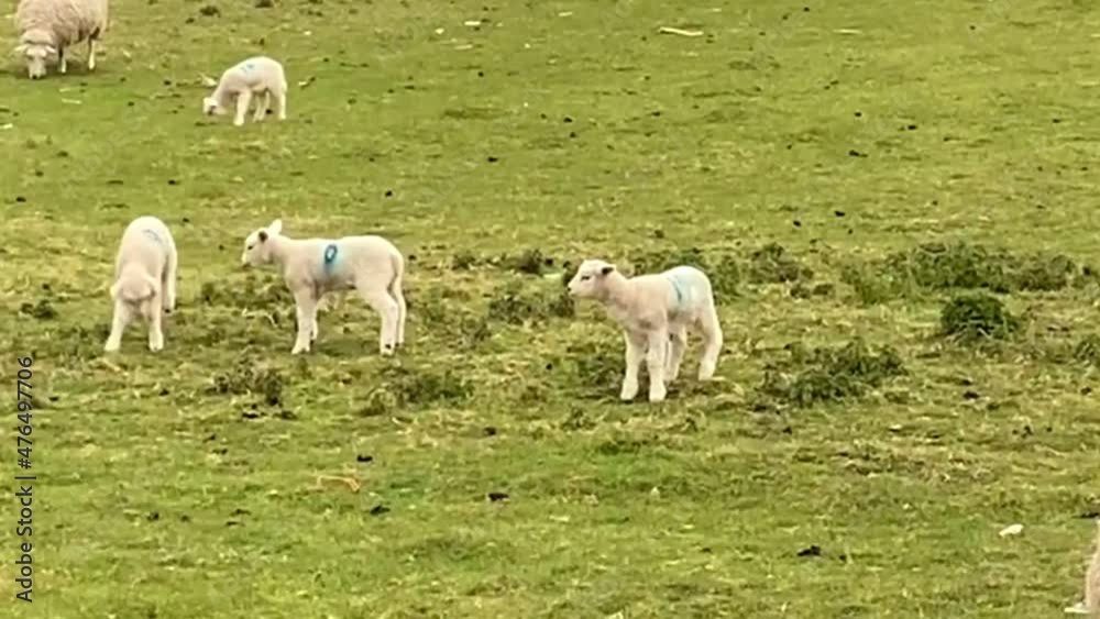 baby sheep lambs jumping in grass field on farm, lambs in group video footage baby sheep lambs jumping in grass field on farm, lambs in group video footage
