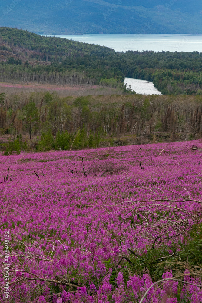 Obraz premium Field of fireweed above Kenai River and Skilak Lake, Alaska