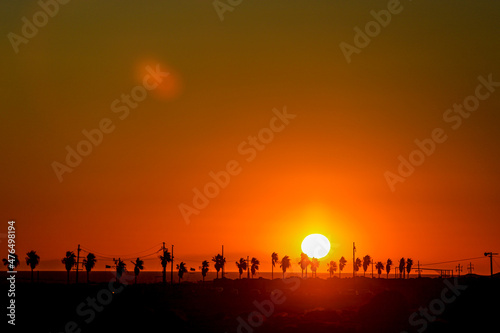 Palm trees and utility poles with the golden sun backlit at sunset in  Sonora landscape  in a row  order  aligned  desert of the Gulf of California  Sea of       Cortez  Bermejo Sea  horizon  silhouette  