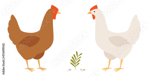 Red and white hens. Two chicken on a farm yard. Vector illustration