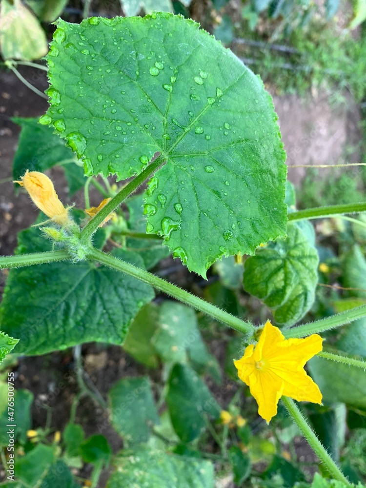 Сucumber flower and ovary in the greenhouse