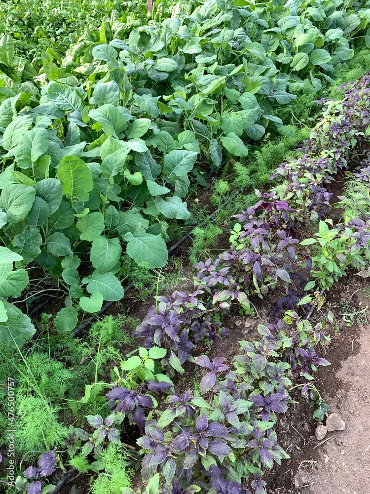 Rucola and basilic at green vegetable plantation