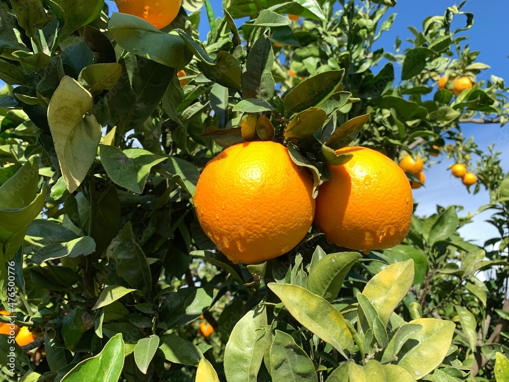 Oranges on green tree in garden