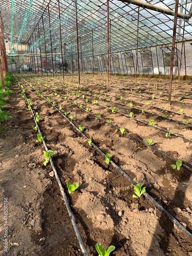 Obraz na płótnie greenhouse with plants w salonie