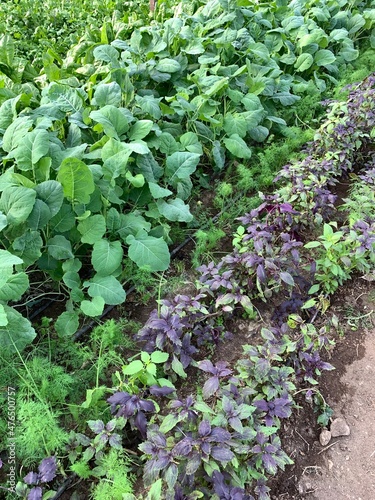 Rucola and basilic at green vegetable plantation
