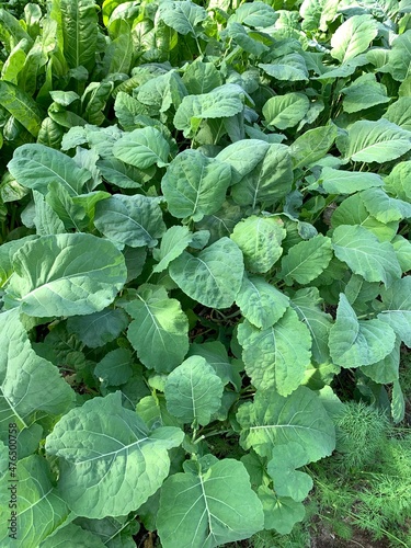 Obraz na płótnie Rukkola in garden w salonie