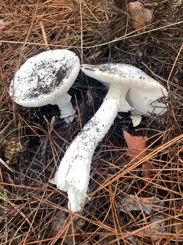 Obraz na płótnie Pale toadstool, a very poisonous toxic inedible mushroom w salonie