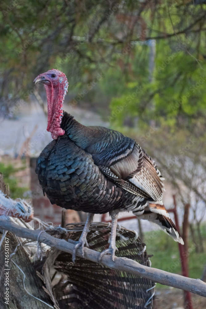 Naklejka premium Male wild turkey strutting.