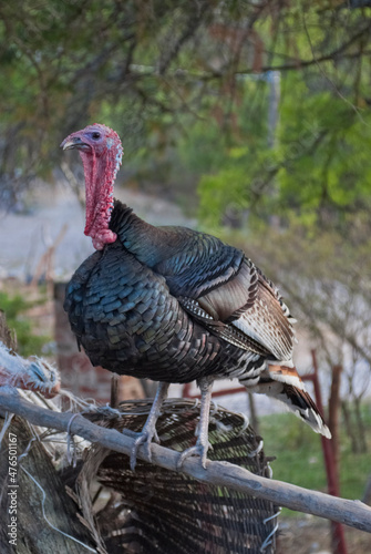 Male wild turkey strutting. photo