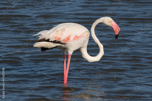 Fényképezés Phoenicopterus roseus bird in Mediterranean marshes