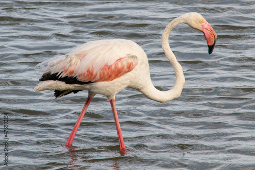 Phoenicopterus roseus bird in Mediterranean marshes