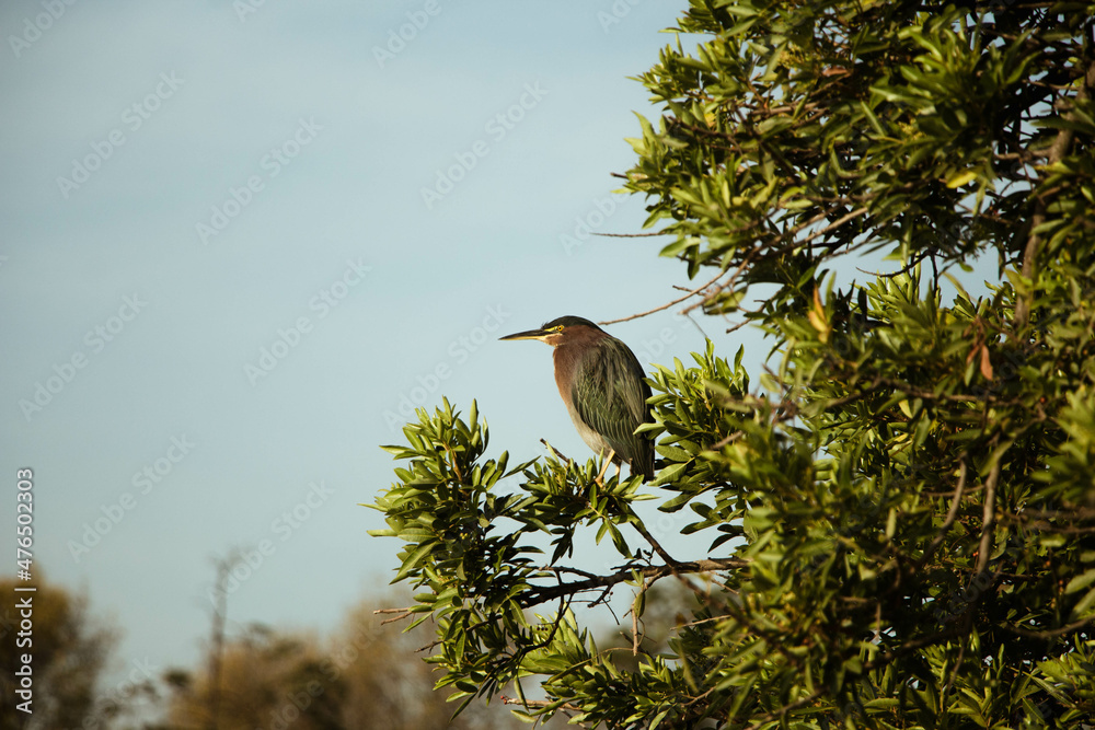 Butorides virescens o Garcita verdosa Butorides virescens o Garcita verdosa