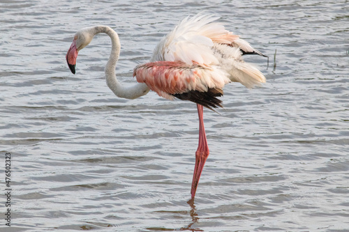 Fényképezés Phoenicopterus roseus bird in Mediterranean marshes