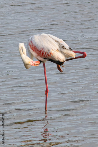 фотографія Phoenicopterus roseus bird in Mediterranean marshes