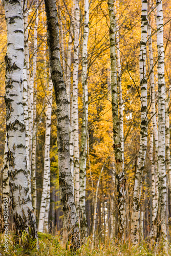 Fototapeta Naklejka Na Ścianę i Meble -  Wspaniałe kolory jesieni 