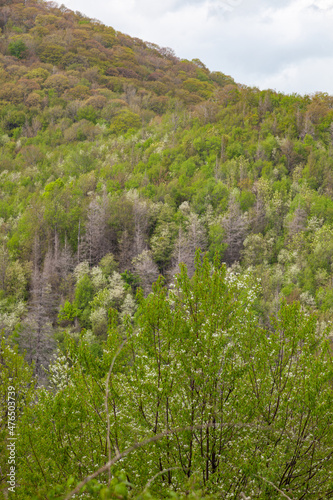 Cherohala Skyway photo