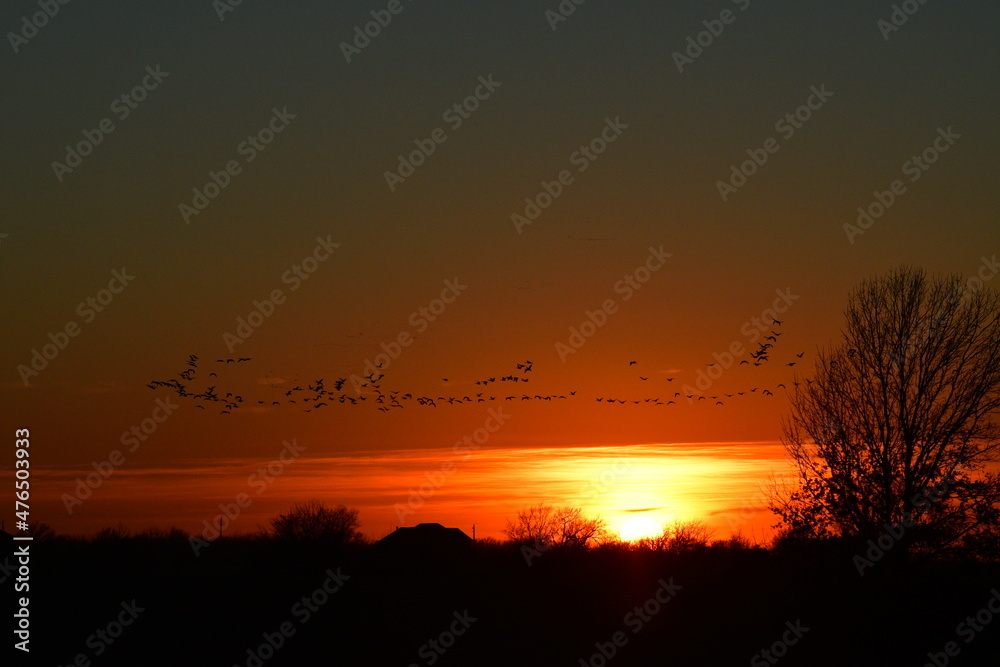 Geese Flying Over a Sunset