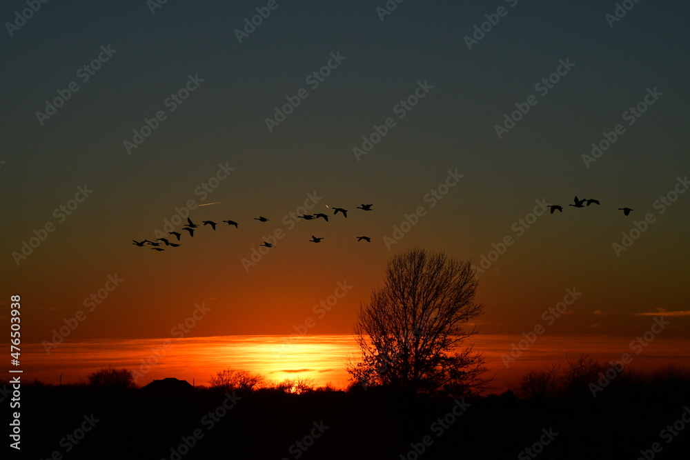 Geese Flying Over a Sunset